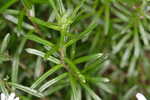 Flaxleaf whitetop aster